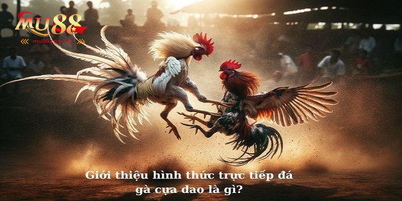 Đôi nét về đá gà cựa dao