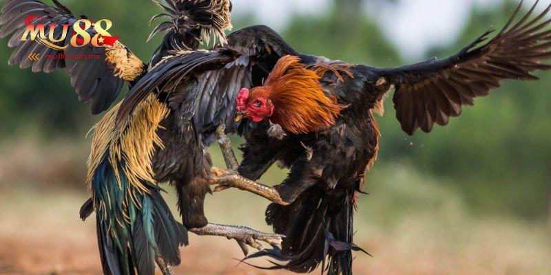 Cách tham gia đá gà cựa dao tại hệ thống
