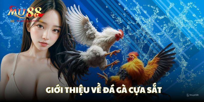 Thông tin về Đá gà cựa sắt Mu88