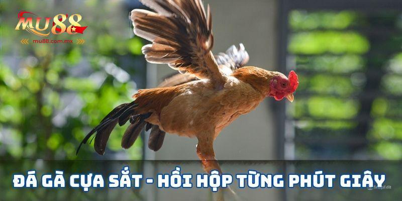 Đá Gà Cựa Sắt
