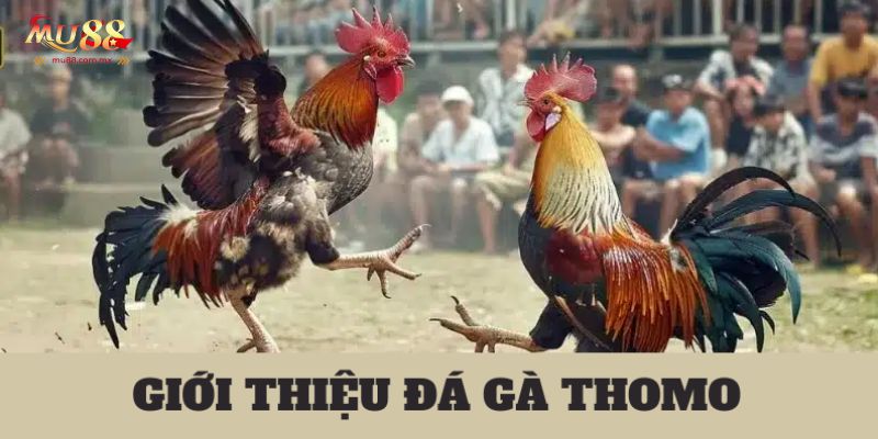 Đá gà Thomo sân chơi nên trải nghiệm năn 2025 