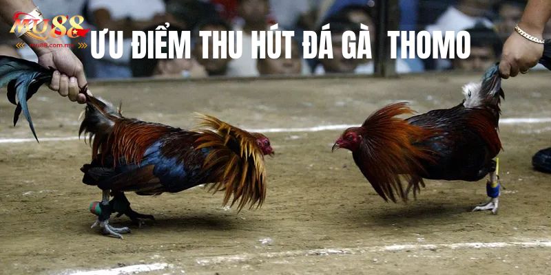 Nhiều loại hình hấp dẫn 