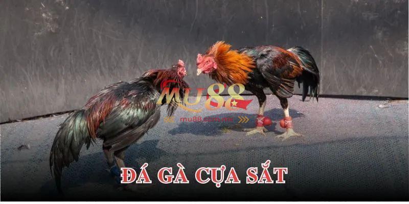 Ba loại hình đá gà phổ biến